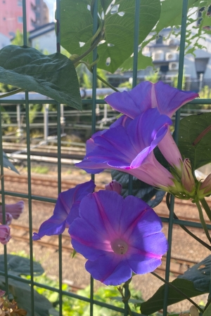 picture of vibrant purple morning glories
